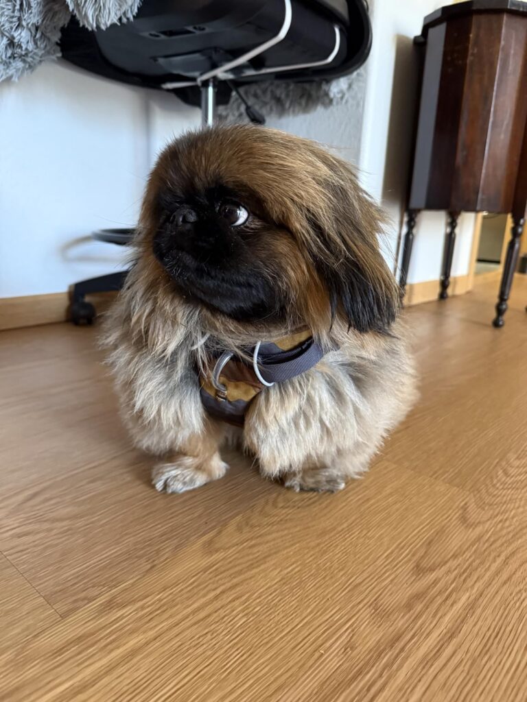 Best Dog Harnesses