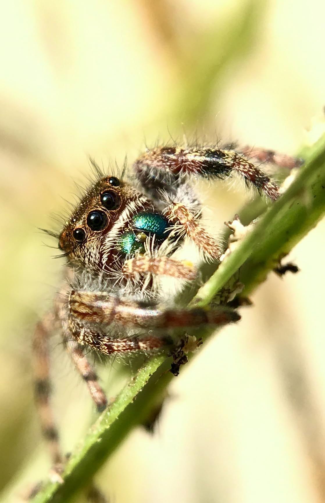 Moment 10x Macro Lens - T-Series Mobile Lens for iPhone, Pixel & Galaxy - Capture Extreme Close-Ups [T-Series] - Customer Photo 1
