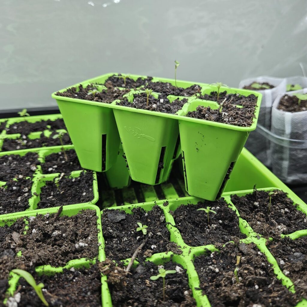 Best Seed Starter Kit