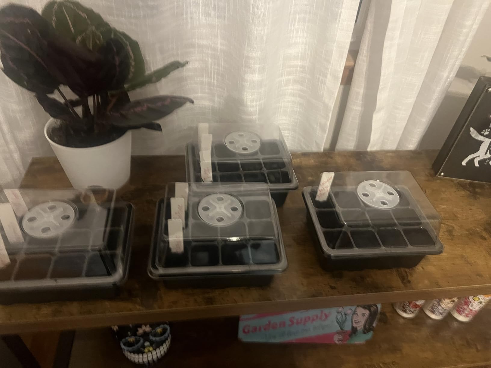 Bonviee 5-Pack Seed Starter Trays, Seed Starter Kit with Adjustable Humidity Dome and Base Indoor Greenhouse Mini Propagator for Seeds Growing Starting (12 Cells Per Tray, Green) - Customer Photo 1