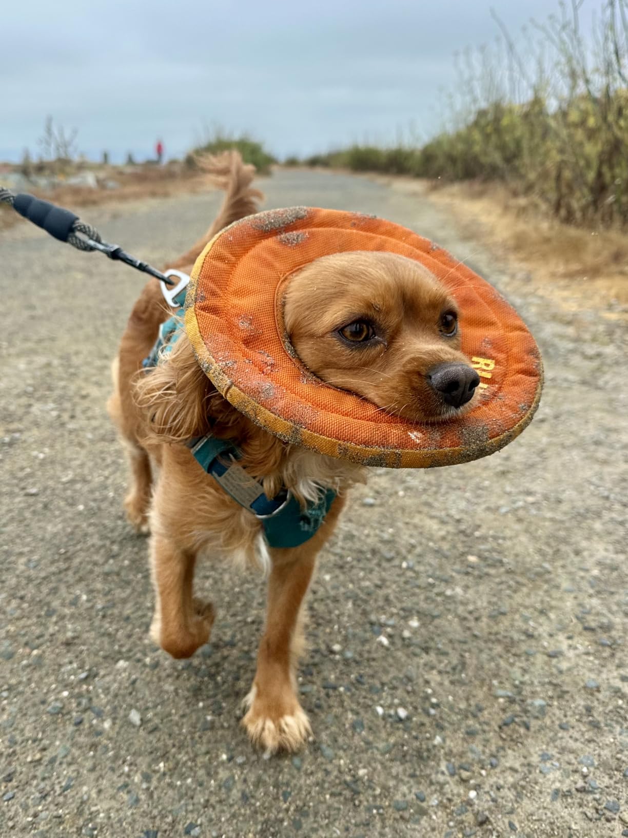 Ruffwear Hydro Plane Dog Frisbee, Soft Buoyant Foam Floating Fetch Toy, Lightweight Interactive Water & Snow Toy, Gentle on Teeth, Durable Year-Round Outdoor Play, Tangelo Orange, 12 Ruffwear Hydro Plane Dog Frisbee, Soft Buoyant Foam Floating Fetch Toy, Lightweight Interactive Water & Snow Toy, Gentle on Teeth, Durable Year-Round Outdoor Play, Tangelo Orange, 12