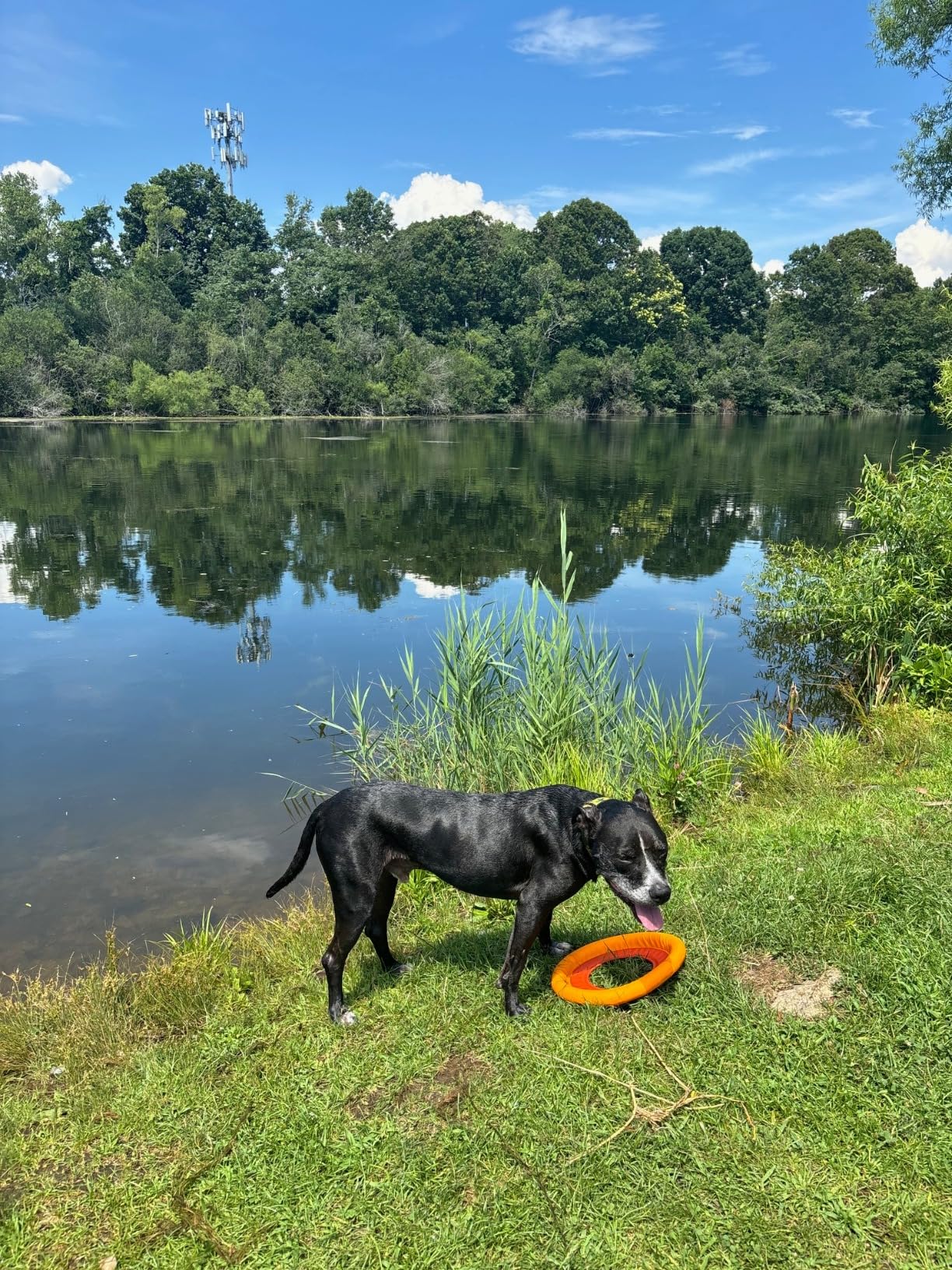 Ruffwear Hydro Plane Dog Frisbee, Soft Buoyant Foam Floating Fetch Toy, Lightweight Interactive Water & Snow Toy, Gentle on Teeth, Durable Year-Round Outdoor Play, Tangelo Orange, 12 Ruffwear Hydro Plane Dog Frisbee, Soft Buoyant Foam Floating Fetch Toy, Lightweight Interactive Water & Snow Toy, Gentle on Teeth, Durable Year-Round Outdoor Play, Tangelo Orange, 12
