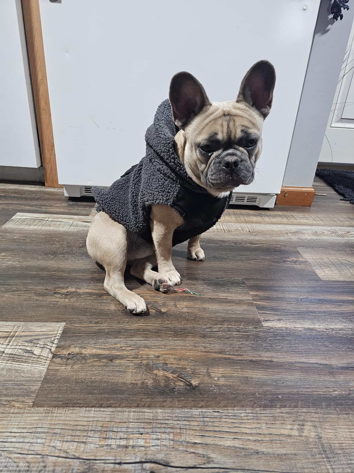 Spark Paws Reversible Dog Hoodie, Sweater for Winter Cold, Warm Clothes for Small Medium Large Breeds - Purple and Navy Blue - XL Customer Review Spark Paws Reversible Dog Hoodie, Sweater for Winter Cold, Warm Clothes for Small Medium Large Breeds - Purple and Navy Blue - XL - Customer Photo 1