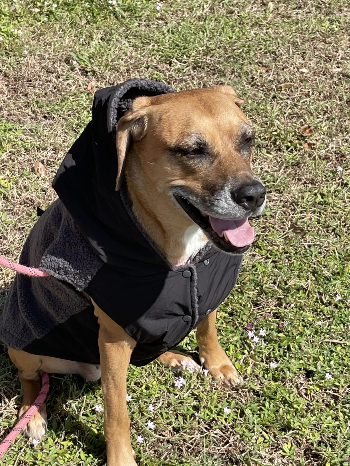 Spark Paws Reversible Dog Hoodie, Sweater for Winter Cold, Warm Clothes for Small Medium Large Breeds - Purple and Navy Blue - XL Customer Review Spark Paws Reversible Dog Hoodie, Sweater for Winter Cold, Warm Clothes for Small Medium Large Breeds - Purple and Navy Blue - XL - Customer Photo 4