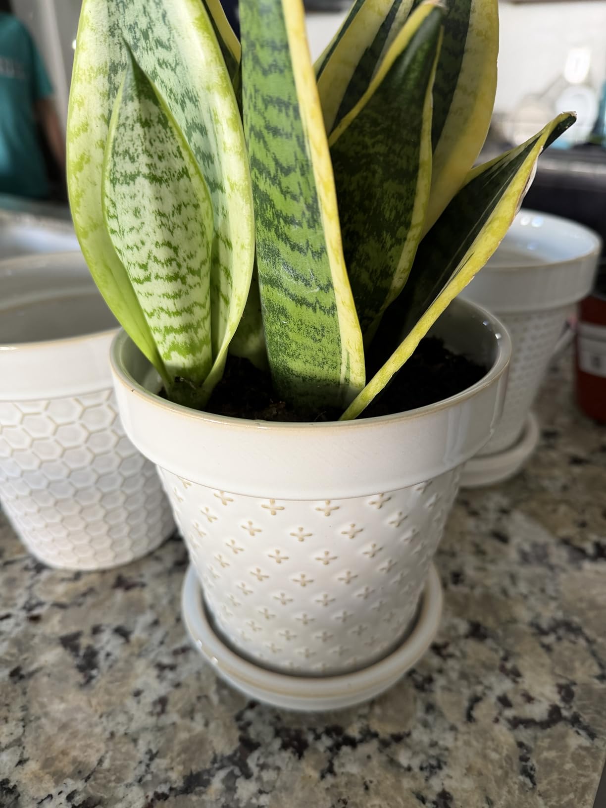 LE TAUCI Ceramic Plant Pots, 4.9 Inch Flower Pots with Drainage Hole & Saucer, Embossed Planter Pots for Indoor Plant Succulent, Orchid, Cactus, Home Decor - Set of 4, Arctic White Customer Review LE TAUCI Ceramic Plant Pots, 4.9 Inch Flower Pots with Drainage Hole & Saucer, Embossed Planter Pots for Indoor Plant Succulent, Orchid, Cactus, Home Decor - Set of 4, Arctic White - Customer Photo 1