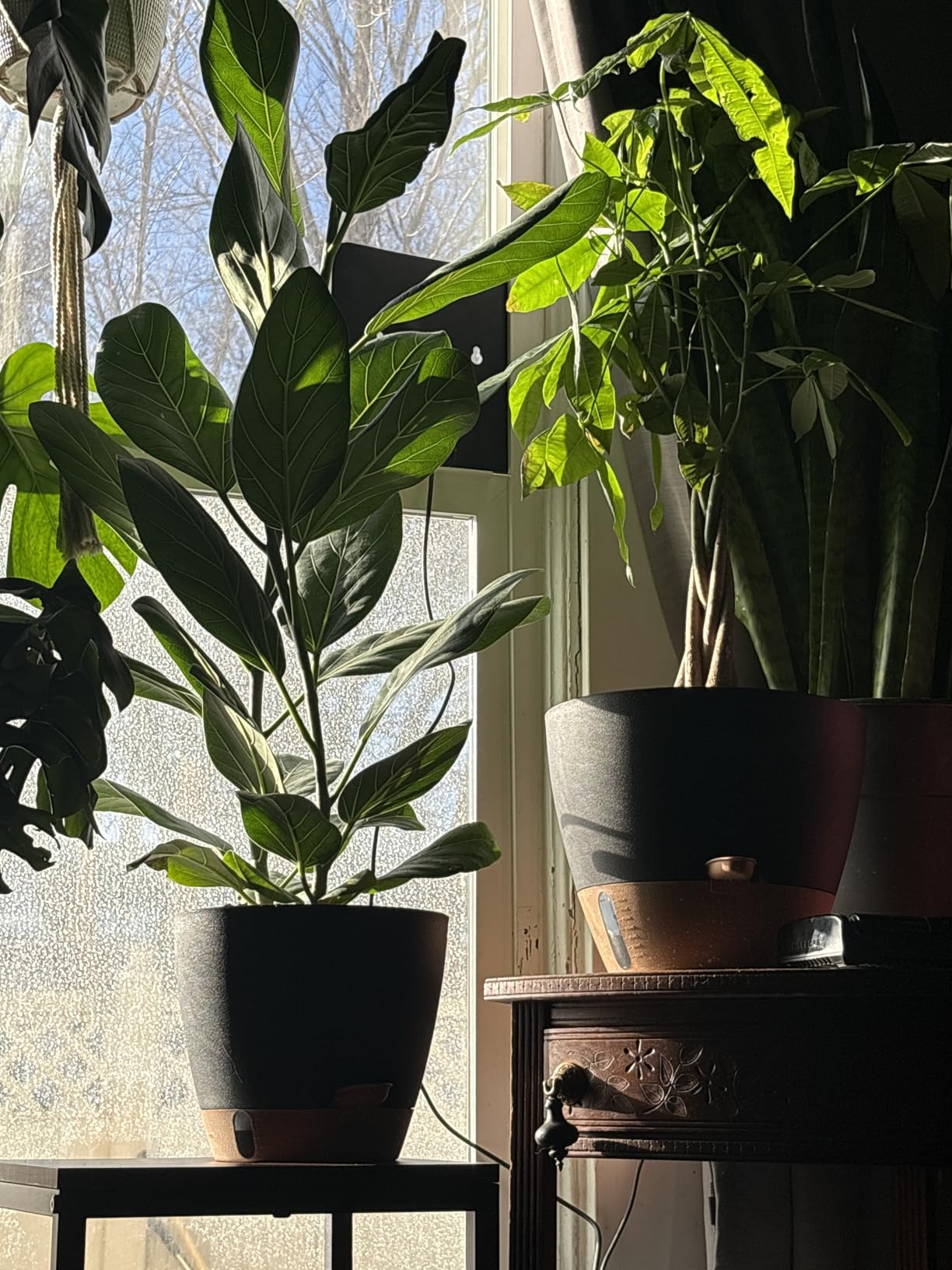 12/10/8 Inch Self Watering Pots for Indoor Plants Plastic Large Plant Pot for Outdoor Plants, Water Level Window & Spacious Reservoir Flower Pots Decorative Planter with Drainage and Tray (Black) Customer Review 12/10/8 Inch Self Watering Pots for Indoor Plants Plastic Large Plant Pot for Outdoor Plants, Water Level Window & Spacious Reservoir Flower Pots Decorative Planter with Drainage and Tray (Black) - Customer Photo 1