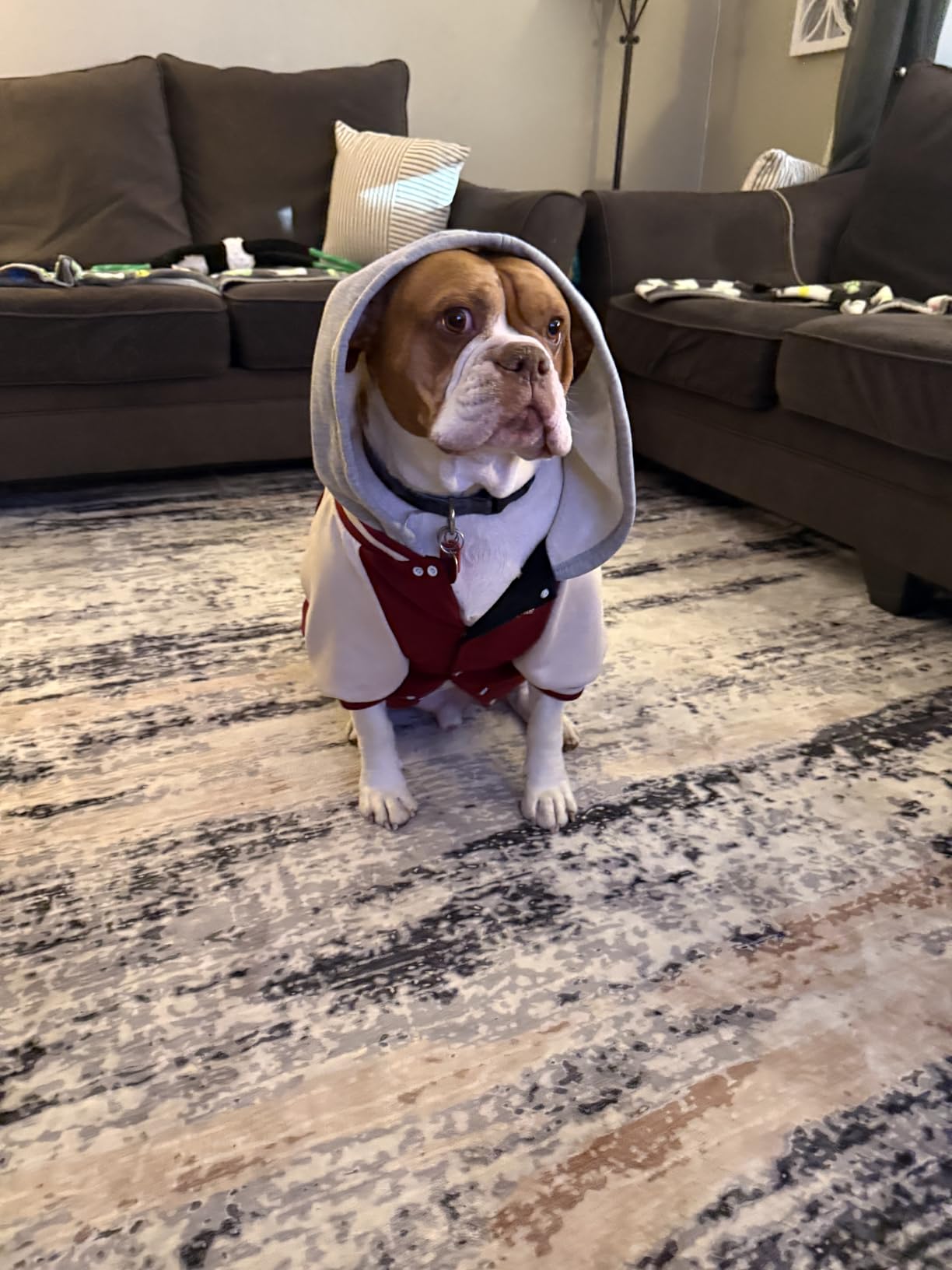 Spark Paws Varsity Dog Hoodie – Premium Dog Sweater for Small, Medium, and Large Dogs | Warm Clothes for Pets, Winter Jacket Alternative - Red - 2XL Customer Review Spark Paws Varsity Dog Hoodie – Premium Dog Sweater for Small, Medium, and Large Dogs | Warm Clothes for Pets, Winter Jacket Alternative - Red - 2XL - Customer Photo 1