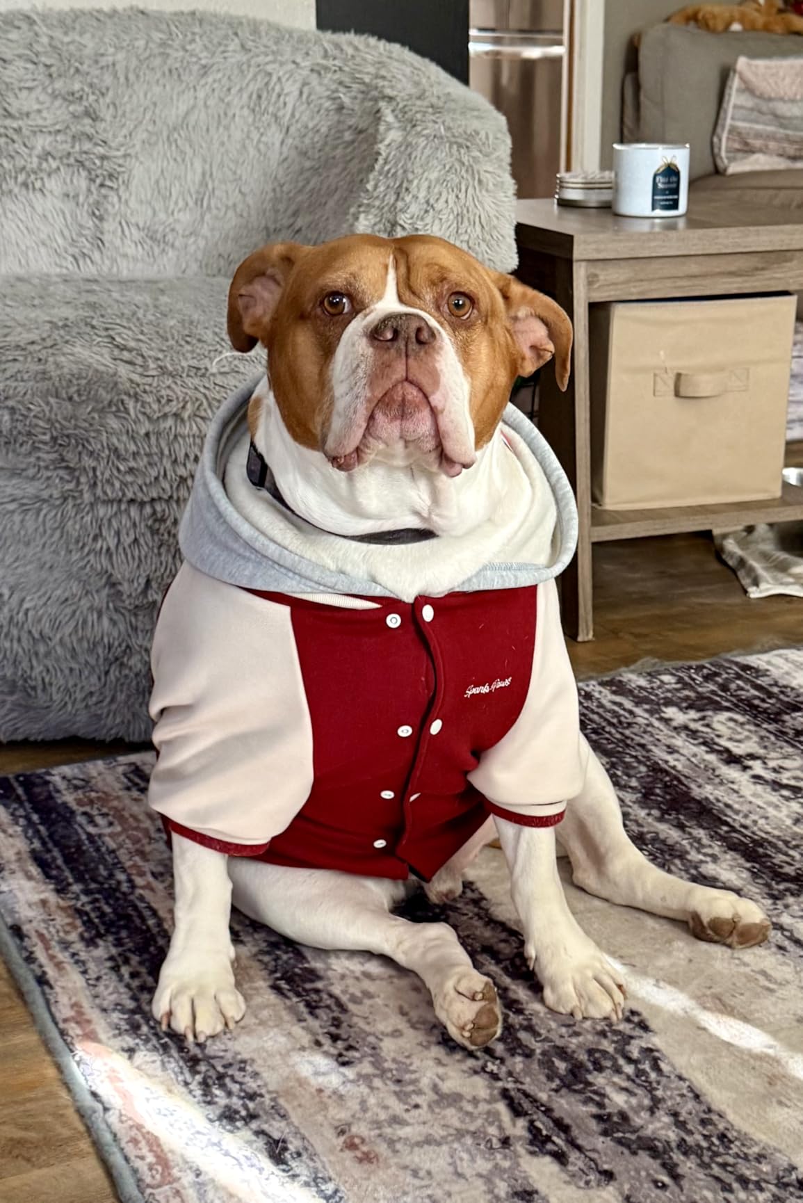 Spark Paws Varsity Dog Hoodie – Premium Dog Sweater for Small, Medium, and Large Dogs | Warm Clothes for Pets, Winter Jacket Alternative - Red - 2XL Customer Review Spark Paws Varsity Dog Hoodie – Premium Dog Sweater for Small, Medium, and Large Dogs | Warm Clothes for Pets, Winter Jacket Alternative - Red - 2XL - Customer Photo 3