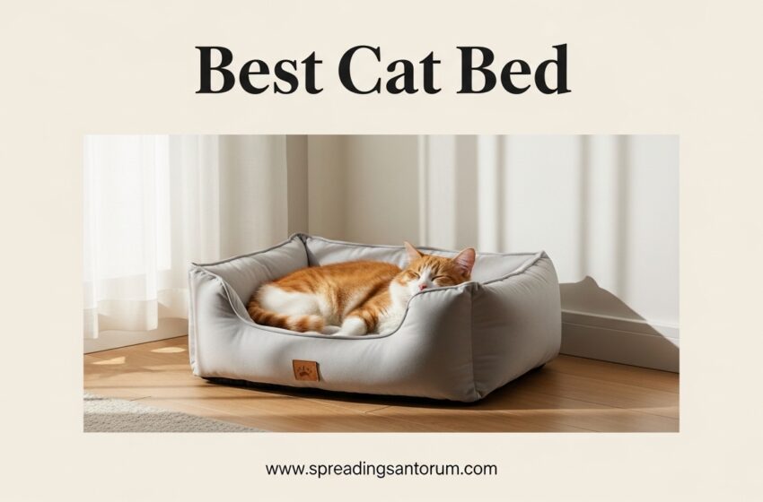  10 Best Cat Bed (June 2026) Tested by Cat Owners
