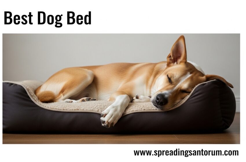  10 Best Dog Bed (June 2026) Expert Reviews