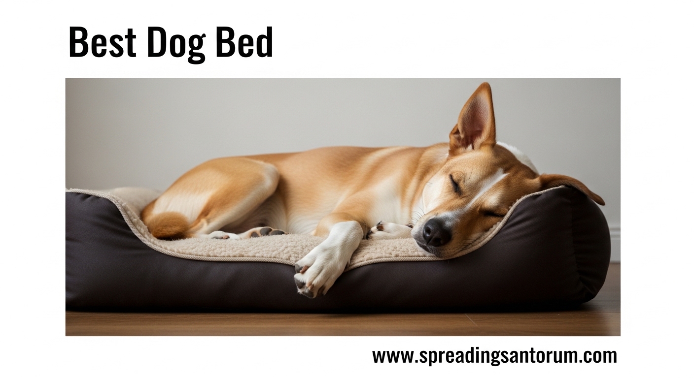 10 Best Dog Bed (August 2026) Expert Reviews