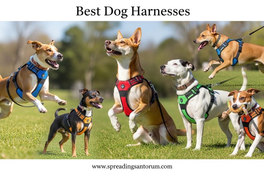  10 Best Dog Harnesses (June 2026) Expert Reviews