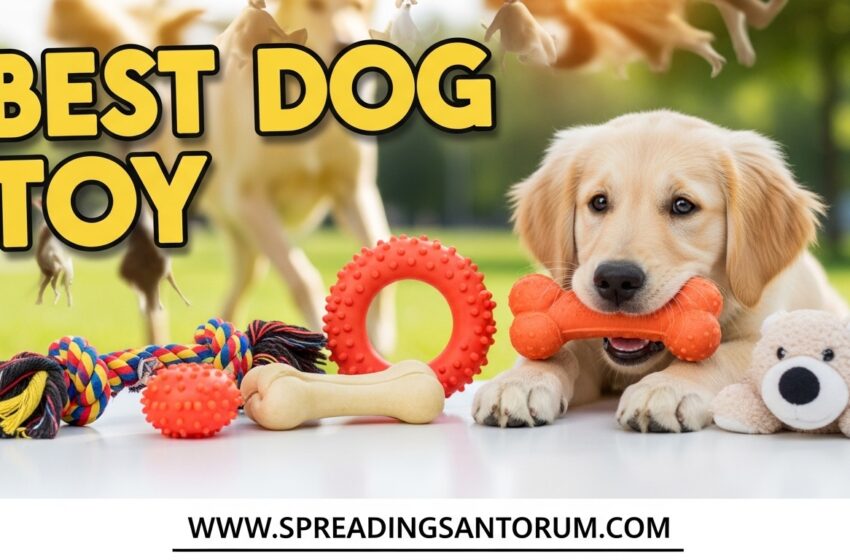  10 Best Dog Toy (June 2026) Tested