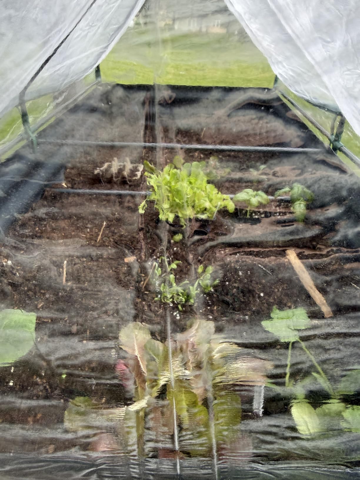 Quictent Raised Garden Bed with Cover Outdoor Galvanized Metal Planter Box Kit, w/ 2 Large Screen Windows Mini Greenhouse 20pcs T Tags 1 Pair of Gloves Included for Growing Vegetables 6x3x1ft (Clear) customer photo 1