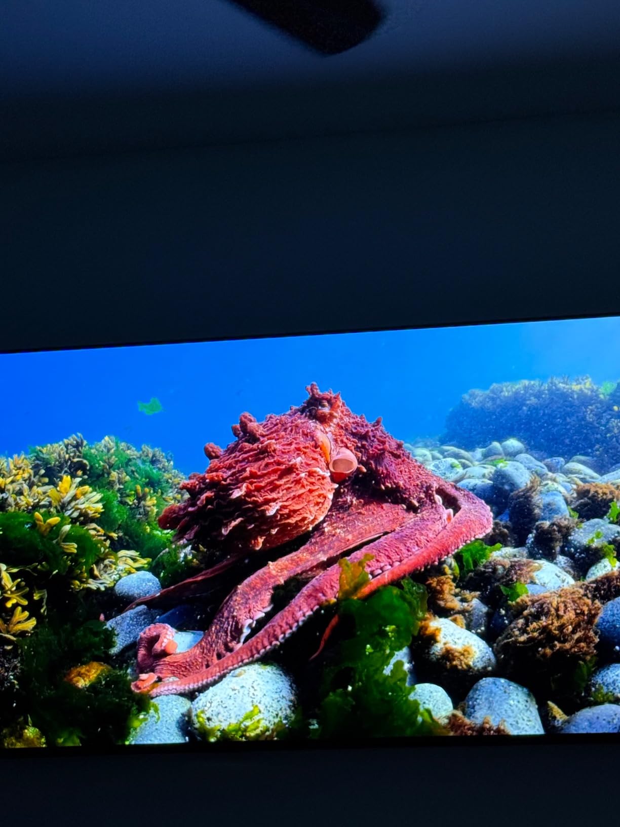 SAMSUNG 65-Inch Class OLED 4K S85D Series HDR Smart TV w/Dolby Atmos, Object Tracking Sound Lite, Contour Design, Motion Xcelerator, Alexa Built-in (QN65S85D, 2024 Model) customer photo 1
