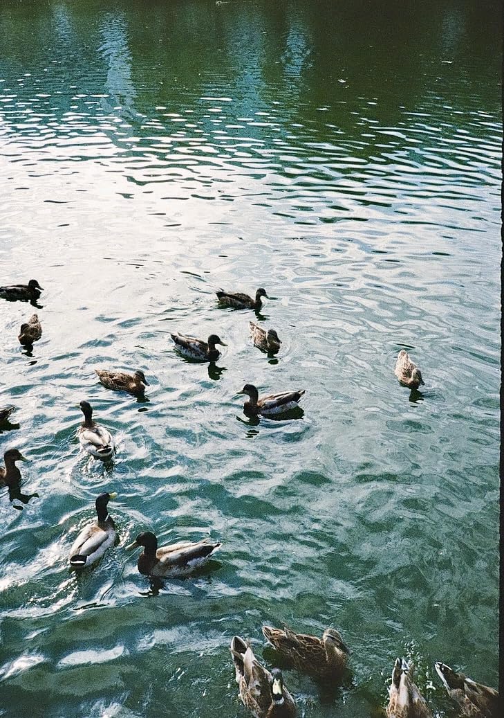 Pentax 17 35mm Film Camera That captures up to 72 Images per roll with a Vertical (Half Frame) Orientation, Perfect for Social Media. customer photo 2