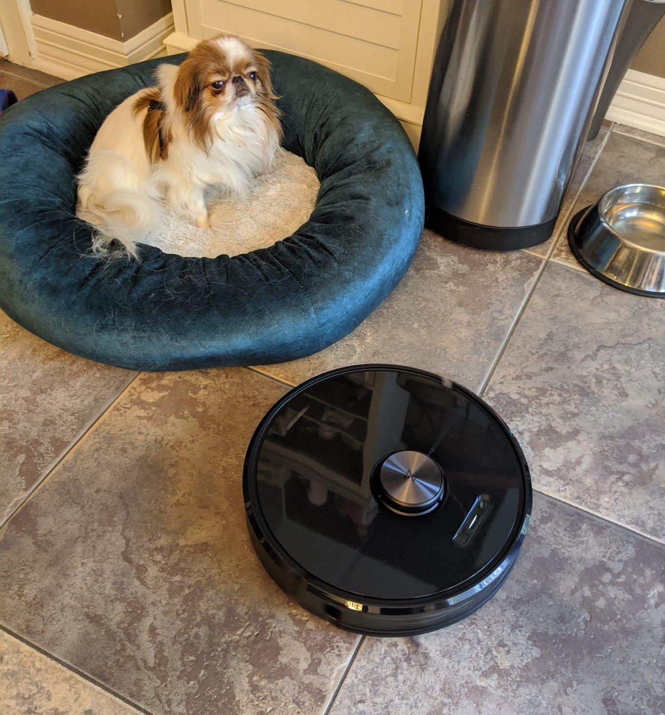 roborock Q10 S5+ Robot Vacuum and Mop, 10,000Pa Suction | Upgraded from Q8 max+, 70-Day Self-Emptying, Obstacle Avoidance, Sonic Mopping, Dual Anti-Tangle Design, Auto Mop Lift, White customer photo 1