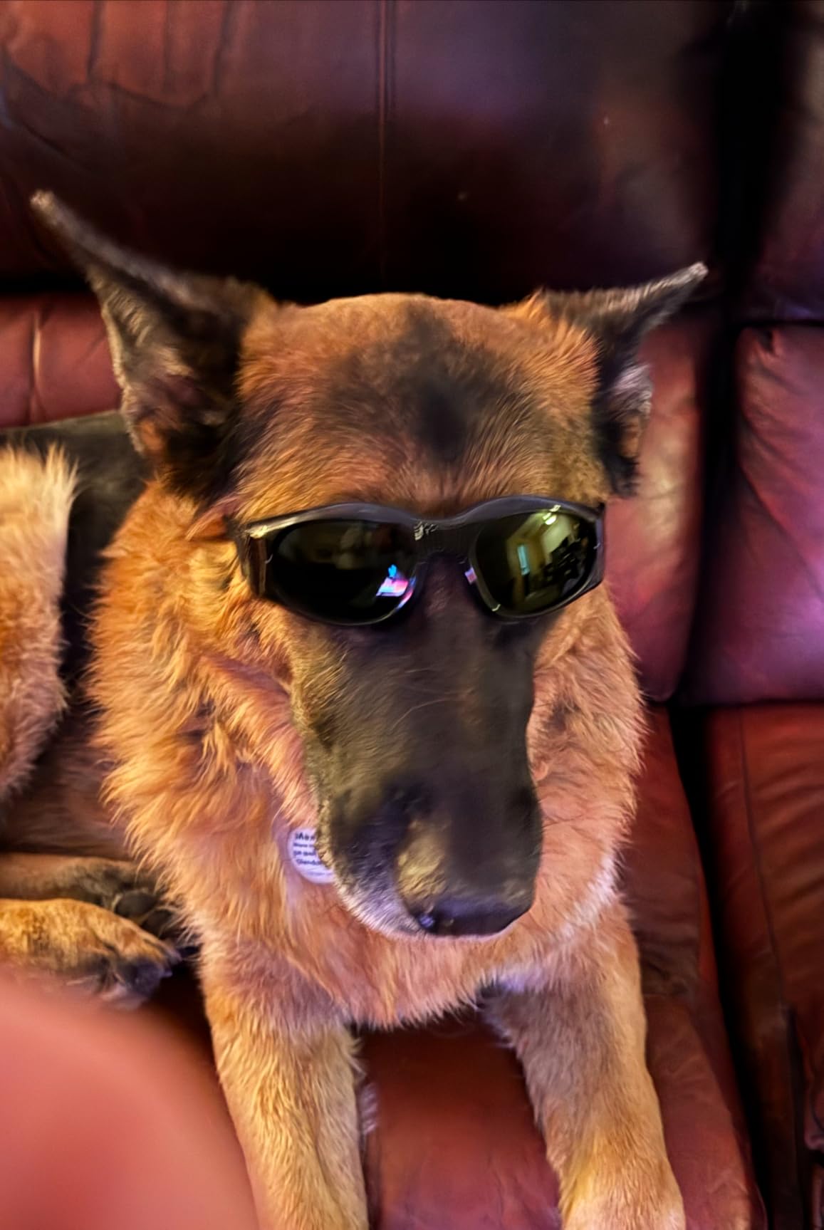 LLLT Cold Laser Therapy Device with Protective Cover, 5 * 808nm & 10 * 650nm Human/Vet Handheld Infrared Red Light Therapy, Pet Dogs Treatment Device for Muscle Pain Relief & Improve Healing(White) customer photo 2