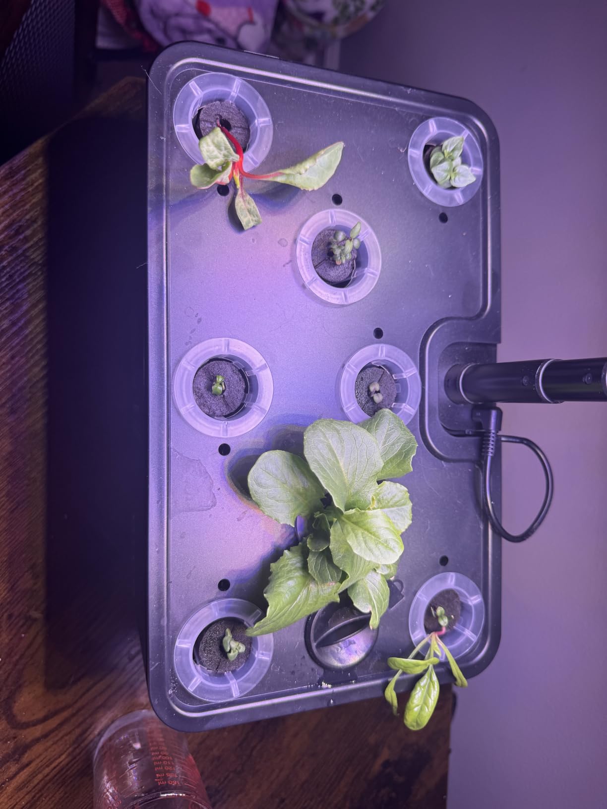 URUQ Hydroponics Growing System Garden: 8 Pods Indoor Herb Garden with Grow Light Plants Germination Kit Quiet Automatic Hydroponic Height Adjustable - Gardening Gifts for Women Kitchen customer photo 1