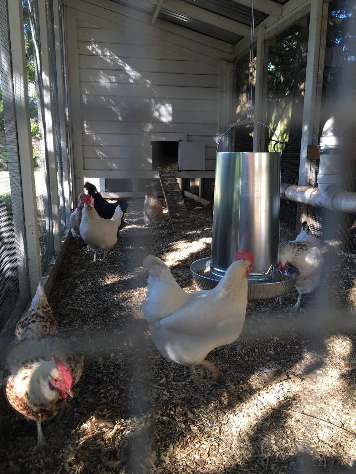 Hanging Poultry & Gamebird Feeder with Feed Pan, 30 Lb Galvanized Steel customer photo 1