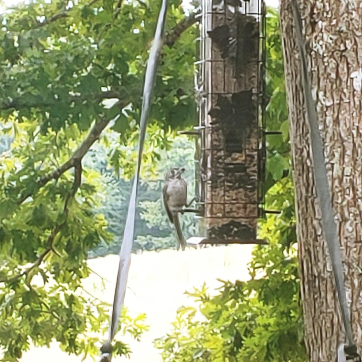 Perky-Pet Squirrel-Be-Gone Bird Feeder, 2 lb Seed Capacity customer photo 1