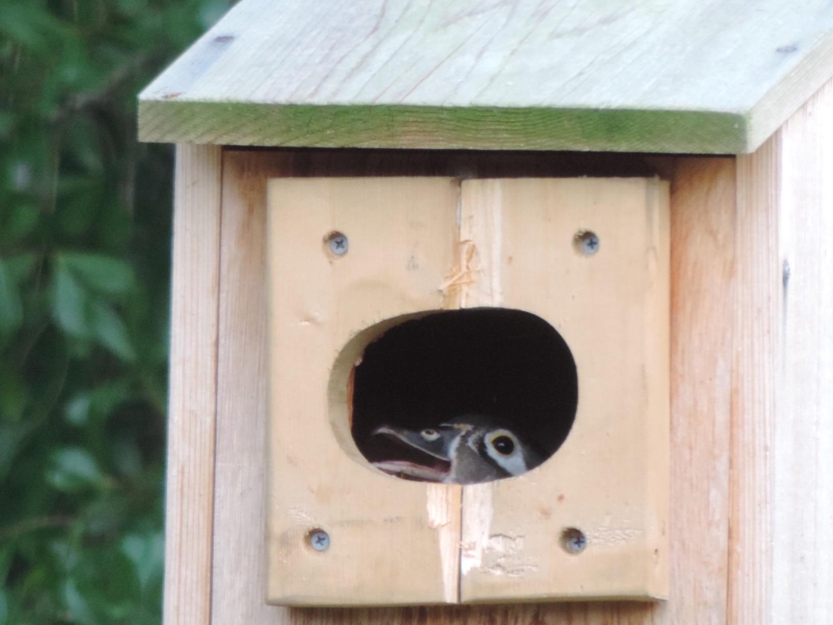 Woodlink WD1 Cedar Duck House, 1 customer photo 1