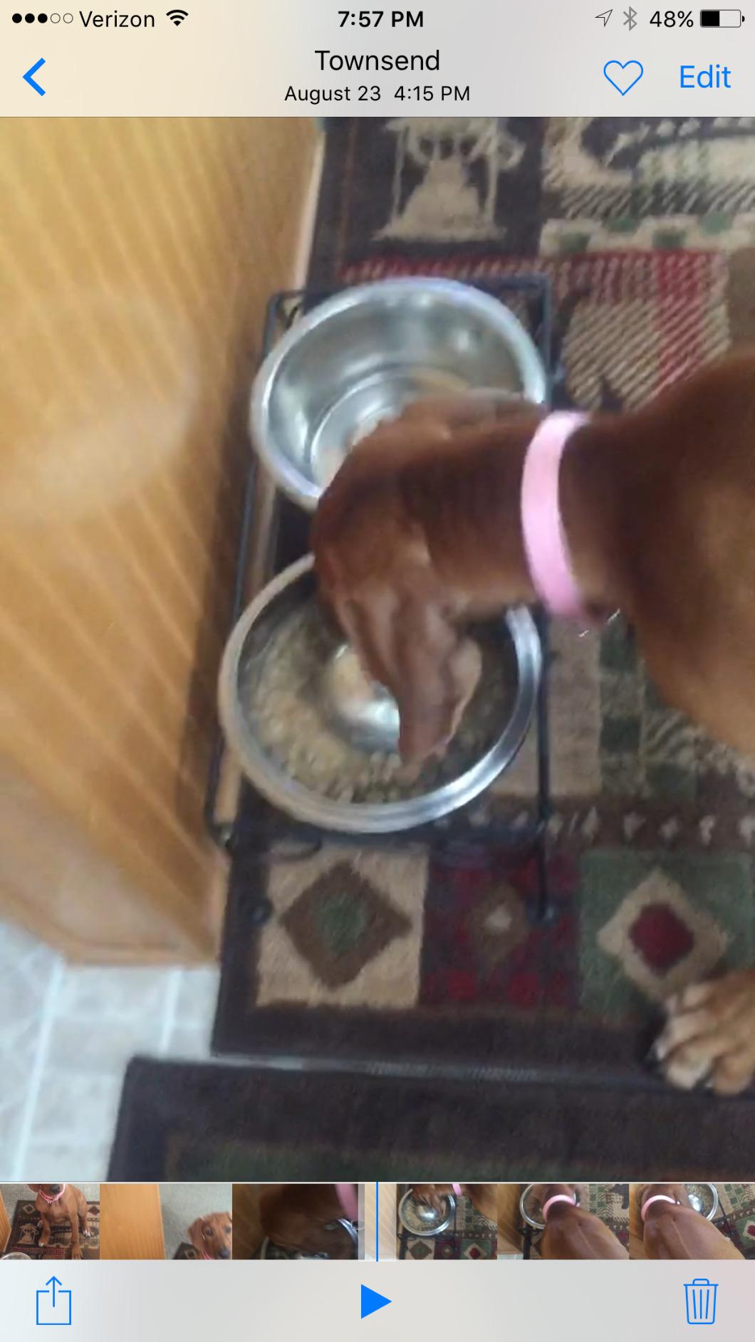 OurPets DuraPet Slow Feed Premium Stainless Steel Bowl (Heavyweight Durable Stainless Steel Bowls, Dog Food Bowl, and Dog Water Bowl) Great Alternative to Snuffle Mat for Dogs-Medium | Helps pace rapid eaters, durable easy clean design, an alternative to snuffle mats for calmer mealtimes, a sturdy daily dish customer photo 1