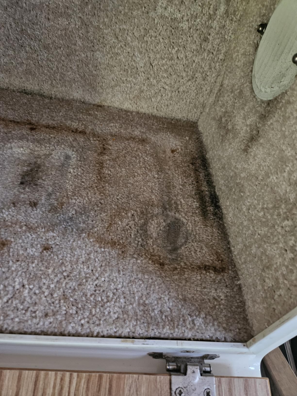 Chemical Guys, Lightning Fast Carpet & Upholstery Stain Extractor, 16 oz | Tackles coffee, soda, wine and pet messes on carpet, seats and mats, just spray, agitate and blot for a clean look. customer photo 1