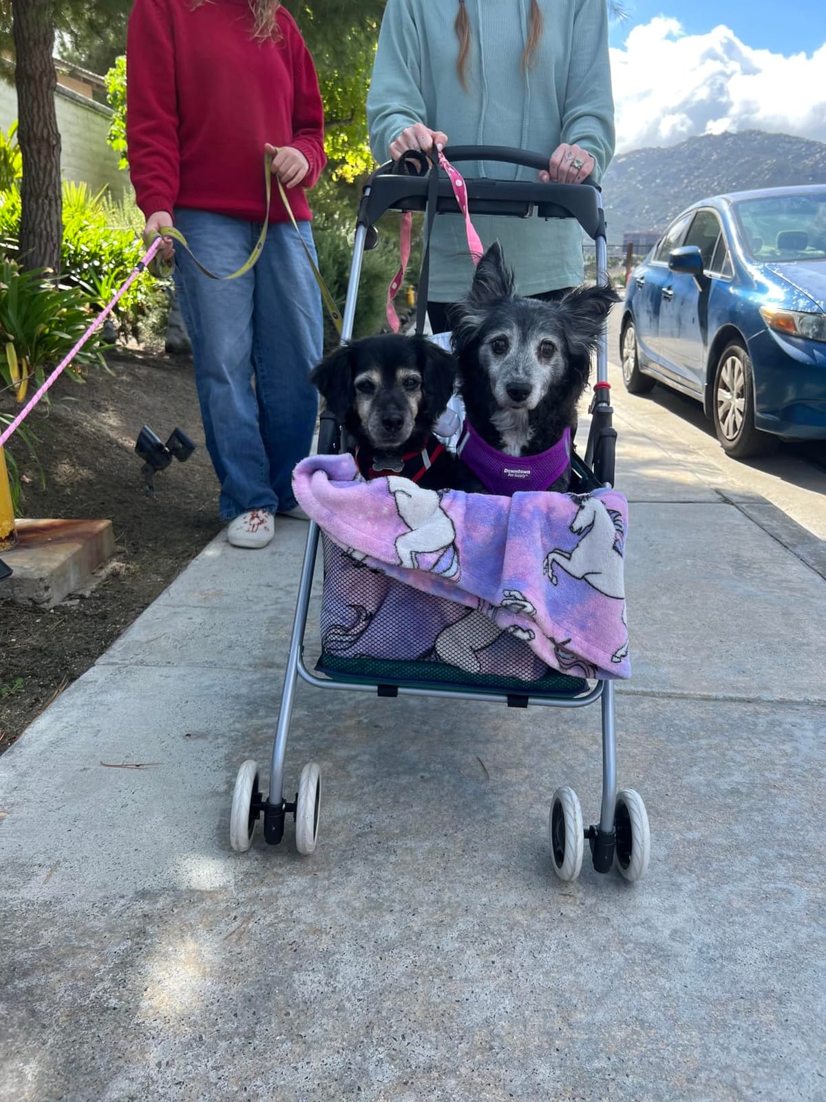 BestPet Foldable Pet Stroller for Small/Medium Dogs and Cats Up to 33 lbs customer photo 1