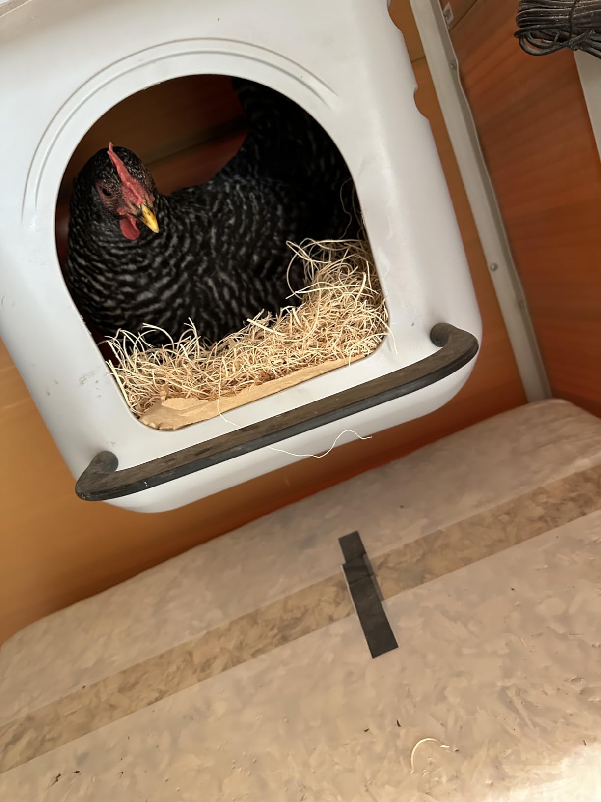 Little Giant Single Plastic Nesting Box Chicken Nest Box with Perch (Item No. 163620) customer photo 2