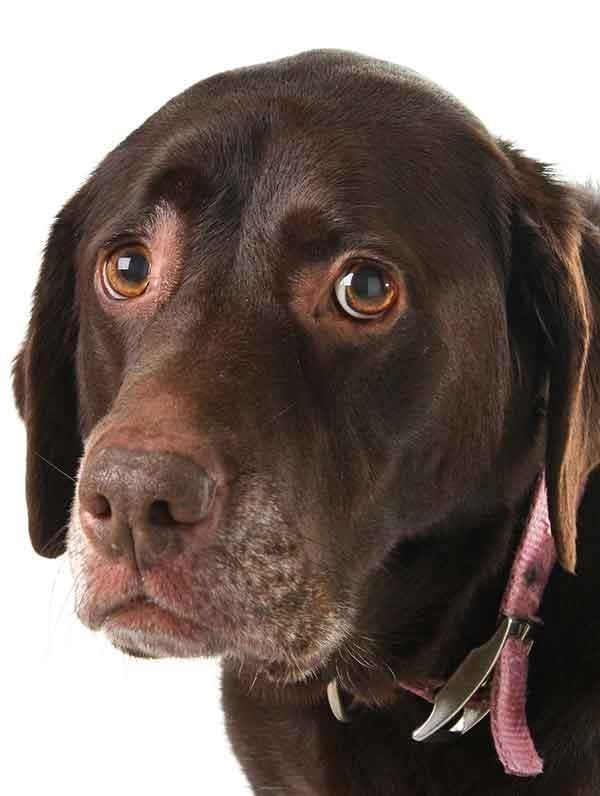PetSafe YardMax In-Ground Fence, Up to 1/3 Acre customer photo 1
