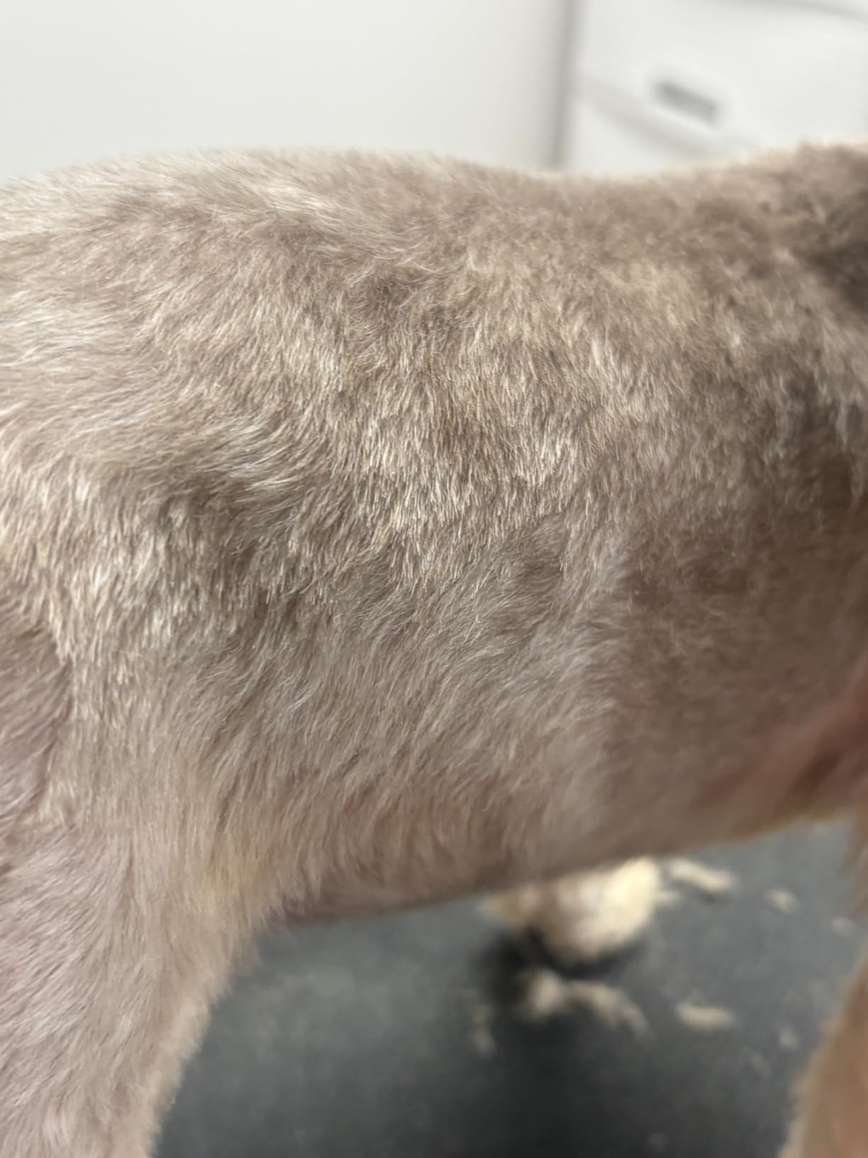 Wahl Professional Animal Bravura Lithium Ion Clipper, 41870-0423, Purple customer photo 2