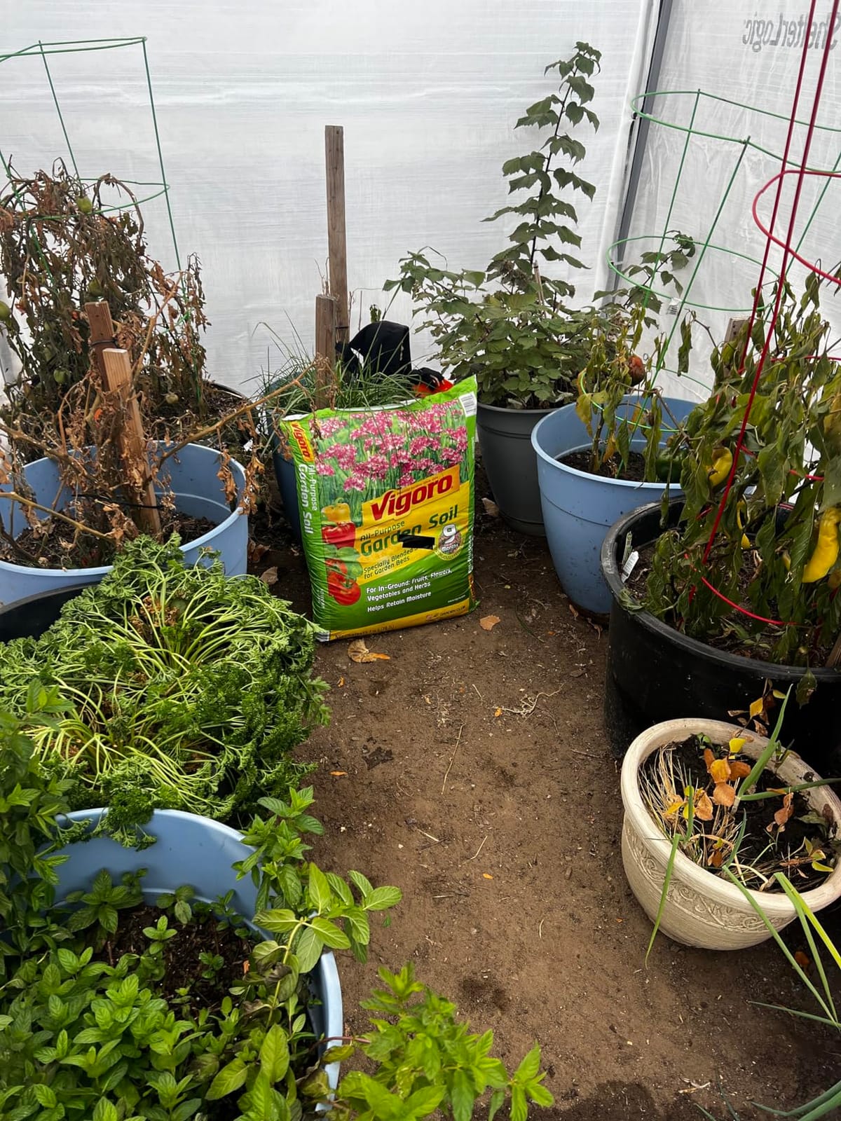 ShelterLogic 6' x 8' x 6.5' GrowIT Greenhouse Peak Roof Style Backyard Grow House with Integrated Shelving customer photo 2