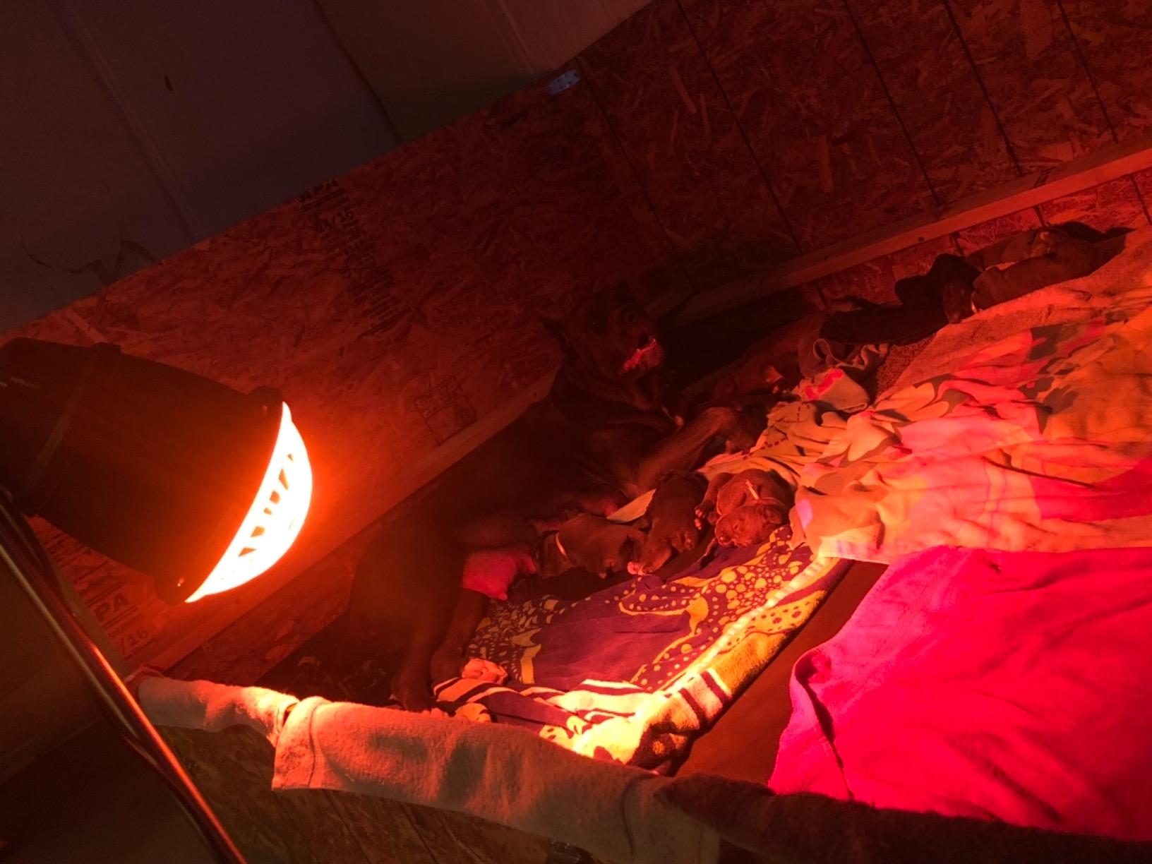 Premier 1 “Prima” Heat Lamp® customer photo 1