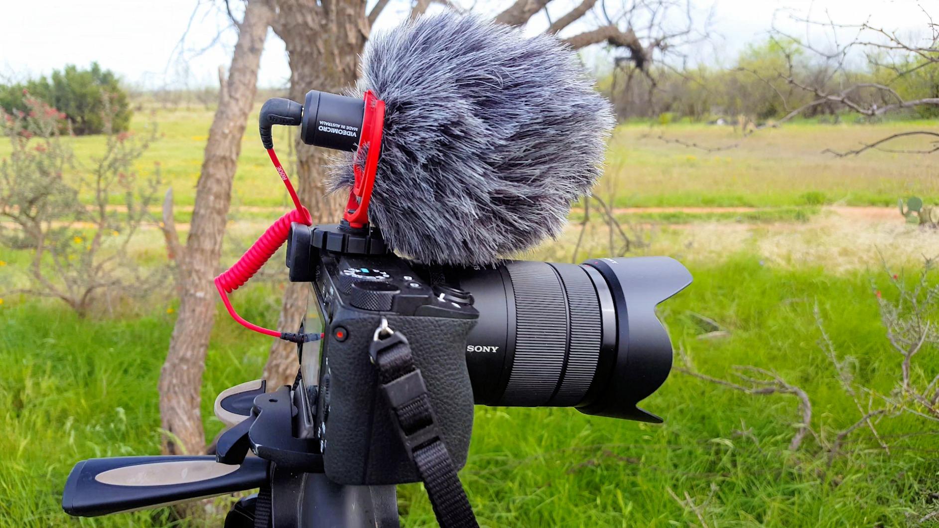 Rode VideoMicro Compact On-Camera Microphone with Rycote Lyre Shock Mount, Auxiliary, Black customer photo 2