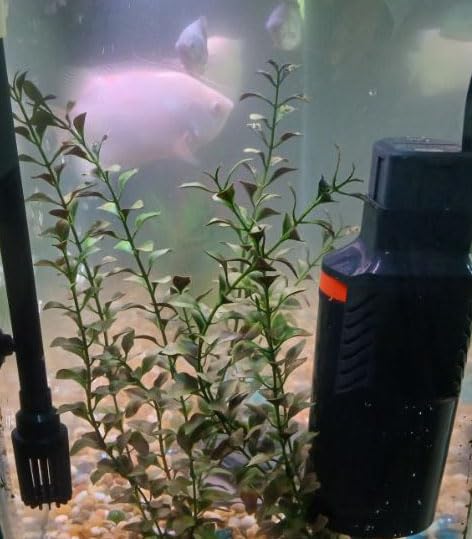 Marineland Magnum Polishing Internal Canister Filter, For Aquariums Up To 97 Gallons customer photo 2
