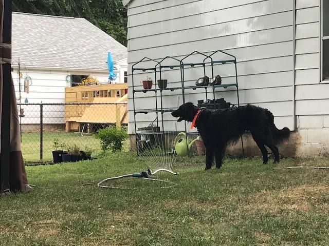 Wireless Dog Fence System - Dog Fence Electric Shock Collar Training with Remote - Pet Containment System with Fence Wire Underground Perimeter (2 Dogs with Remote) customer photo 2