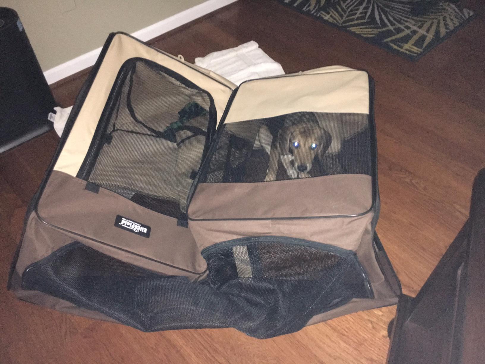 EliteField 2-Door Soft Pet Playpen for Dogs and Cats (2-Year Warranty) customer photo 2