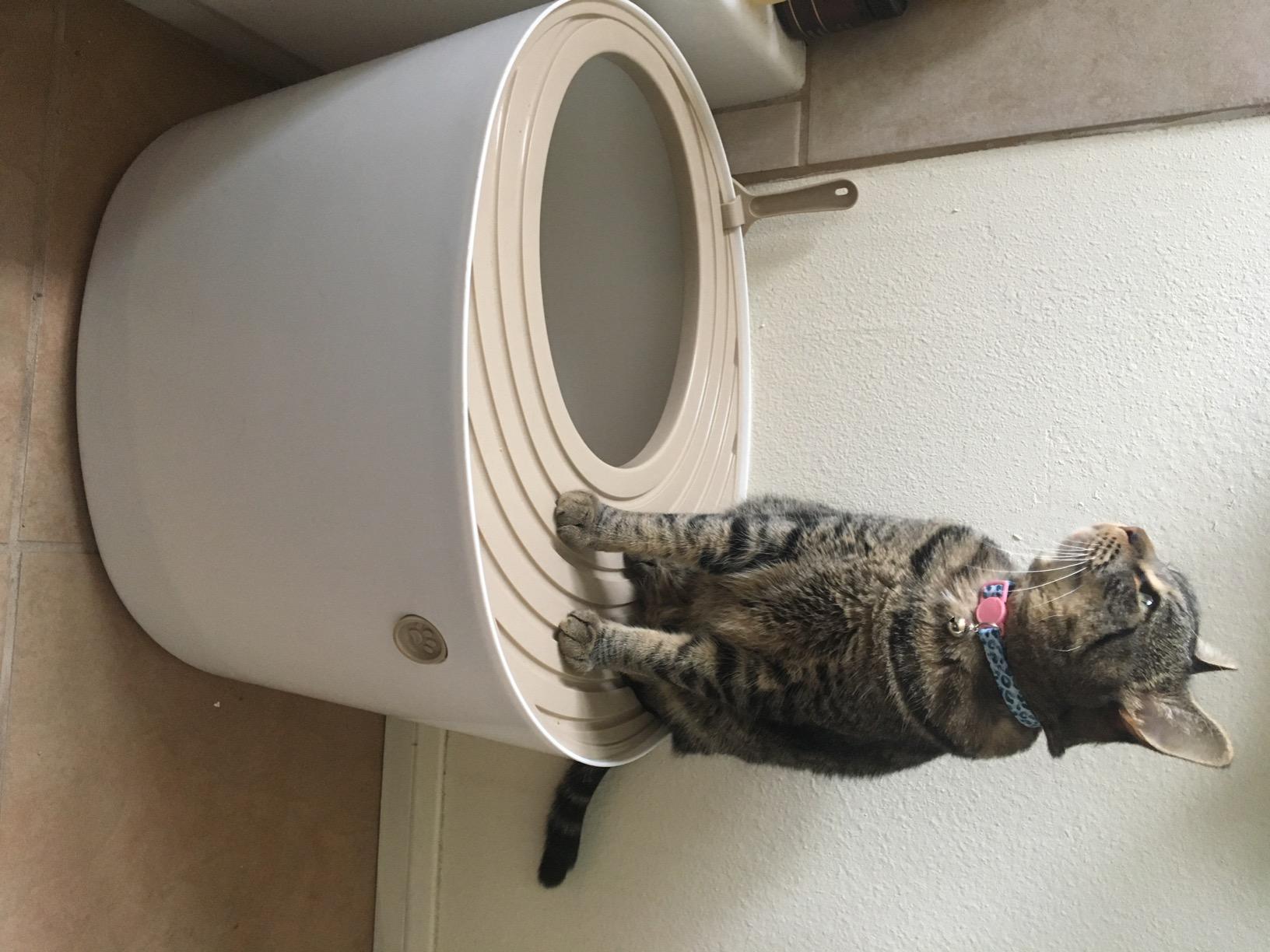 IRIS USA Large Top Entry Cat Litter Box, Hooded Privacy, Beige/White customer photo 1