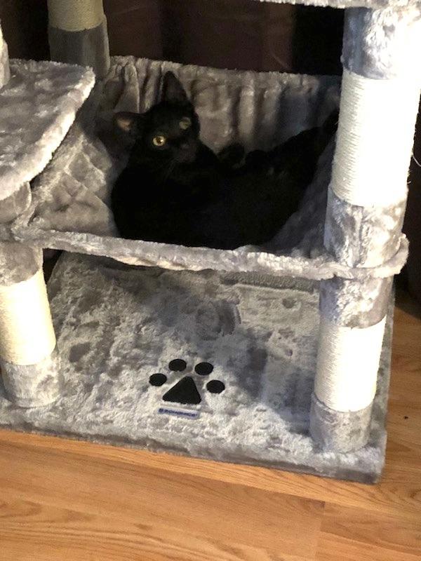 Feandrea Cat Tree, 55.8-Inch Large Cat Tower, Multi-Level Condo, Light Gray customer photo 1