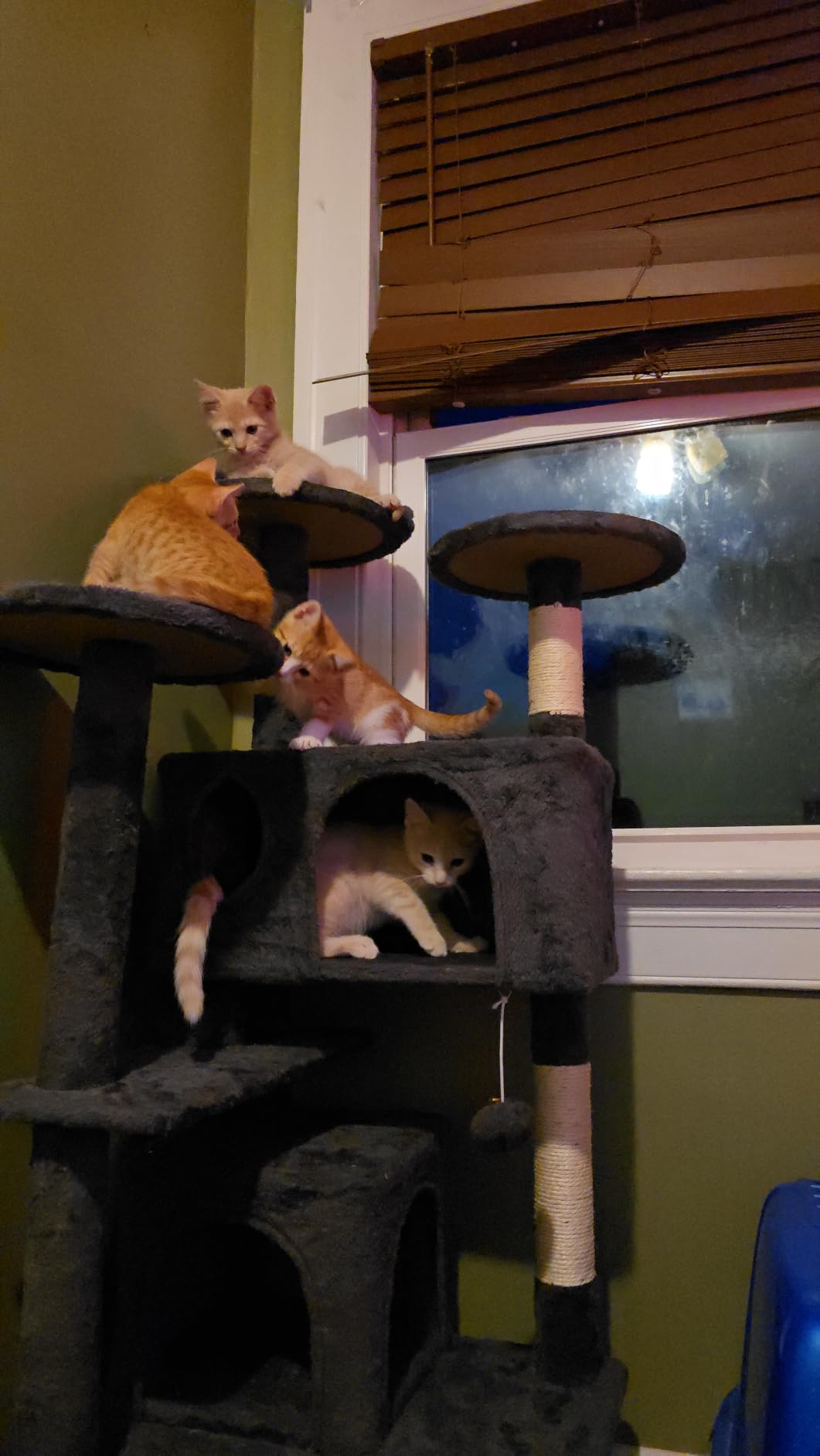 Yaheetech 54in Cat Tree Tower, 2 Caves, Kitten-Ear Perch & Scratching Posts customer photo 1