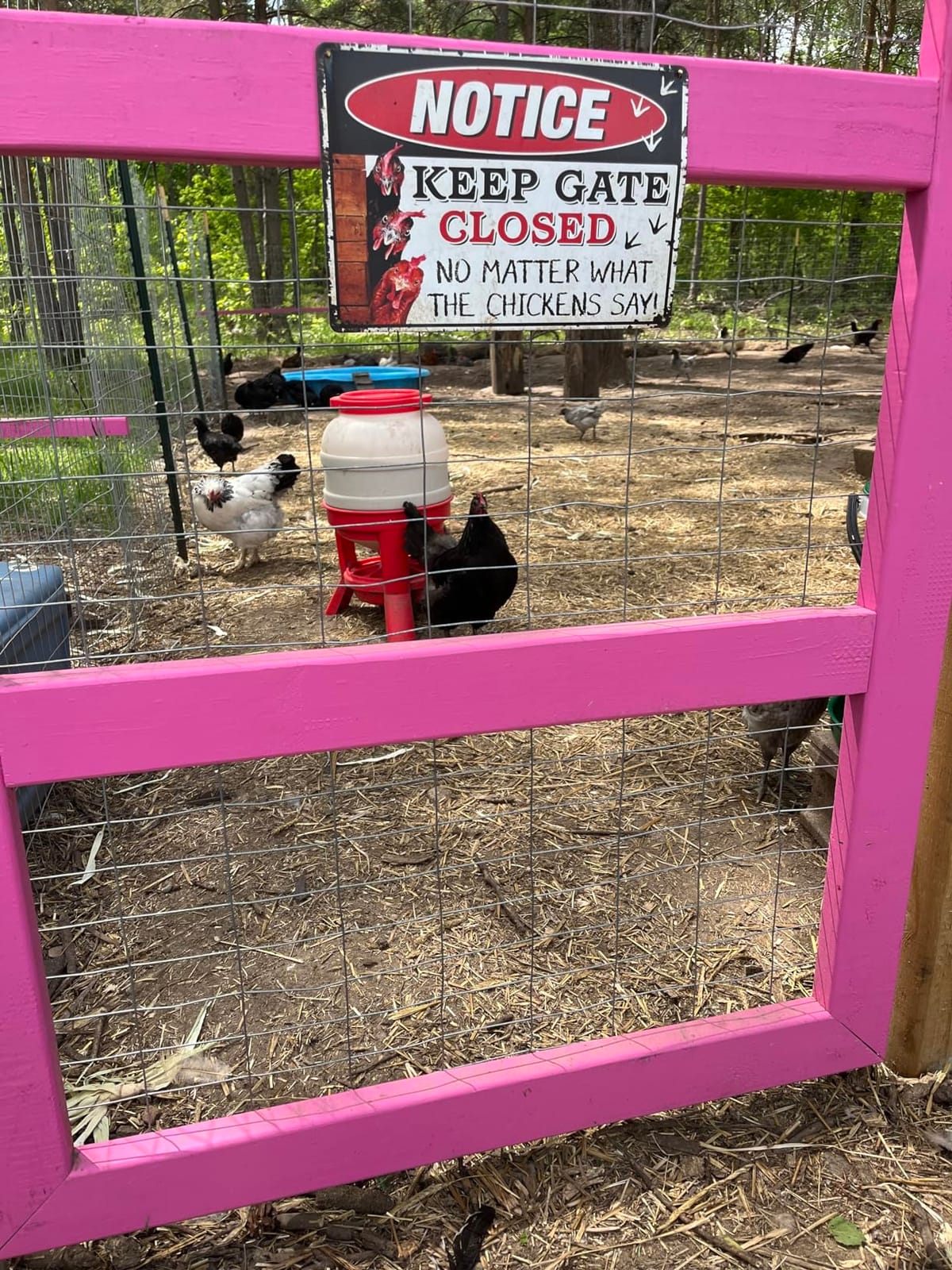 Little Giant® Plastic Dome Feeder | Heavy Duty Plastic Gravity Fed Poultry Feed Container Tank | Backyard Poultry for Hobbyists, Farmers and Ranchers | 60 LB customer photo 1