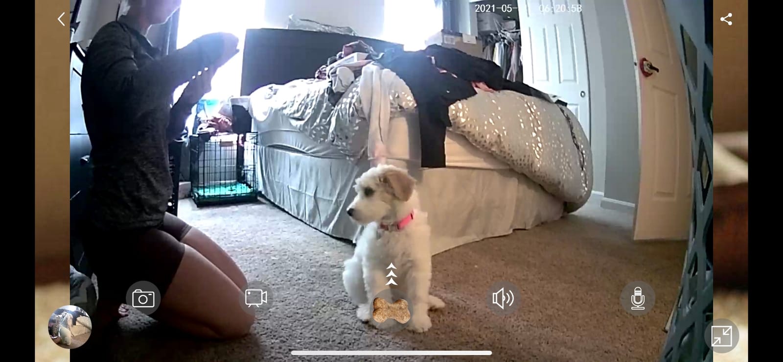 Dog Camera Treat Dispenser,WiFi Full HD Pet Camera with Two-Way Audio and Night Vision,Compatible with Alexa (2.4G WiFi ONLY) (Petalk AI) customer photo 1