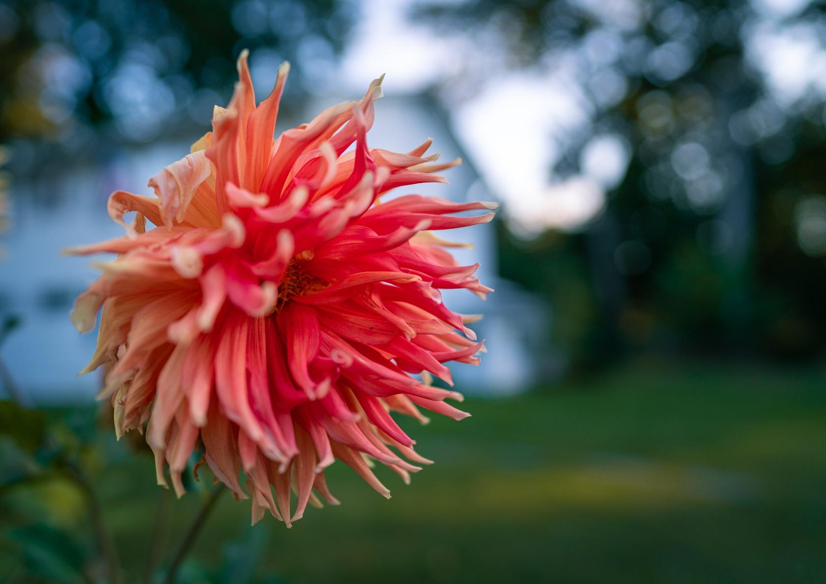 Sony FE 24mm F1.4 GM Full-Frame Wide Prime Lens customer photo 1