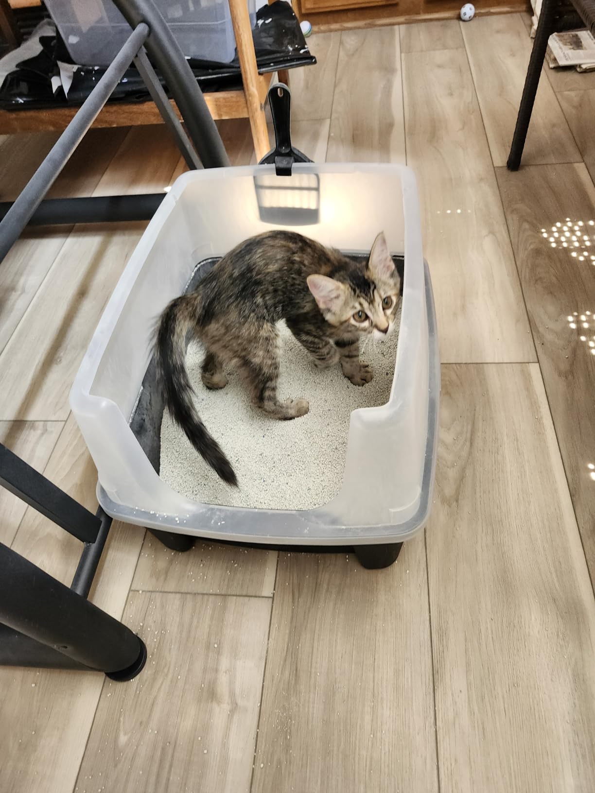 IRIS USA Large High Sided Cat Litter Box, Scatter Shield customer photo 2