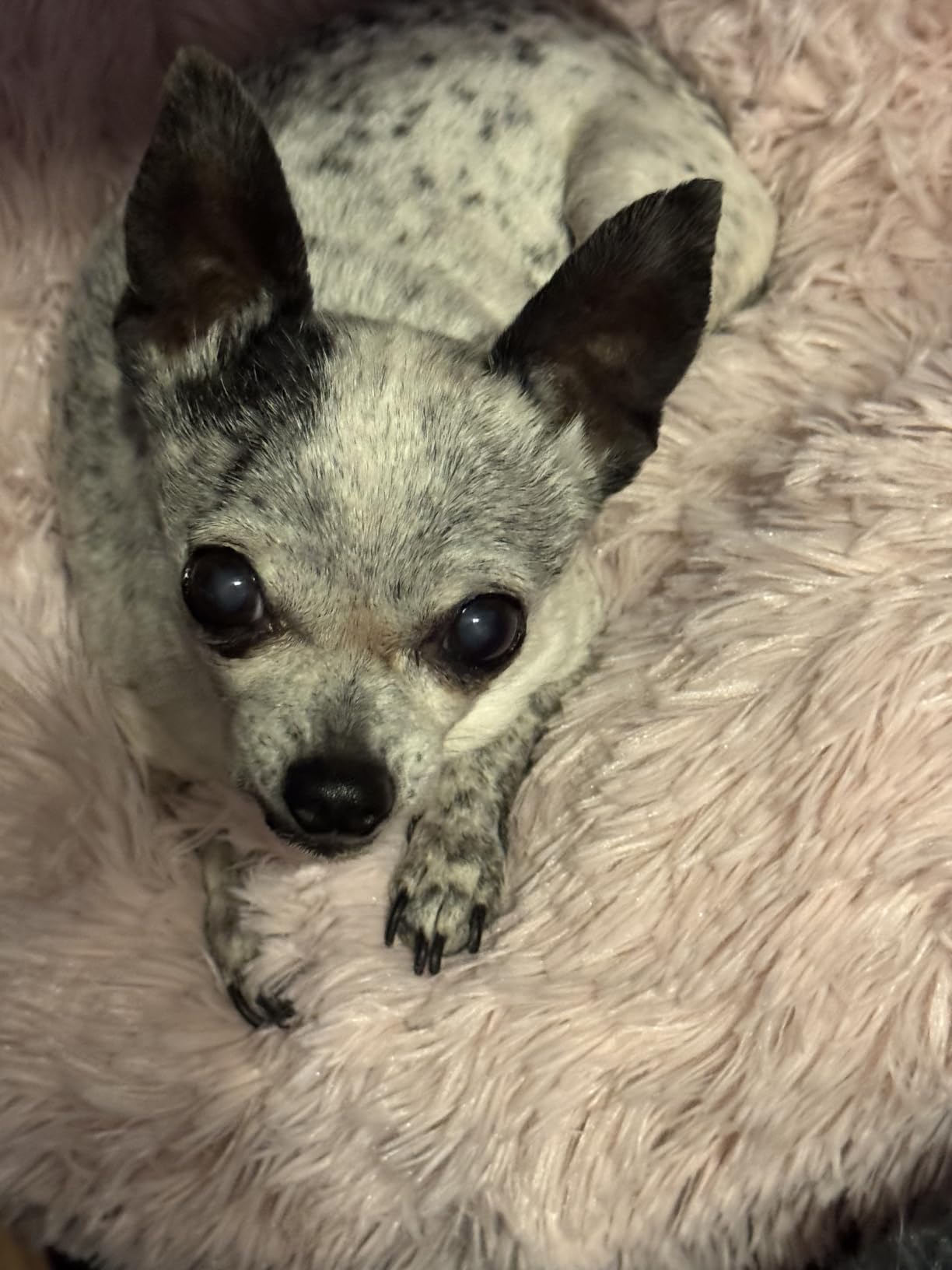 Best Friends by Sheri Original Calming Donut Dog Bed, Taupe, Medium, 30