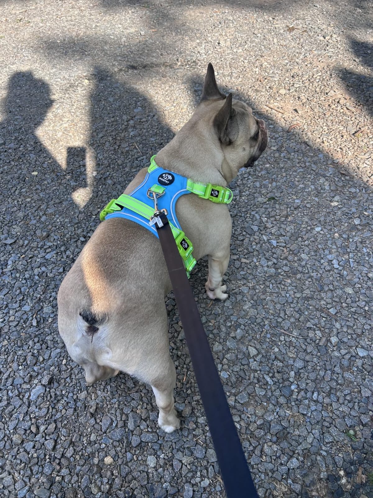 PHOEPET Upgraded No Pull Dog Harness, Reflective Adjustable Vest customer photo 1