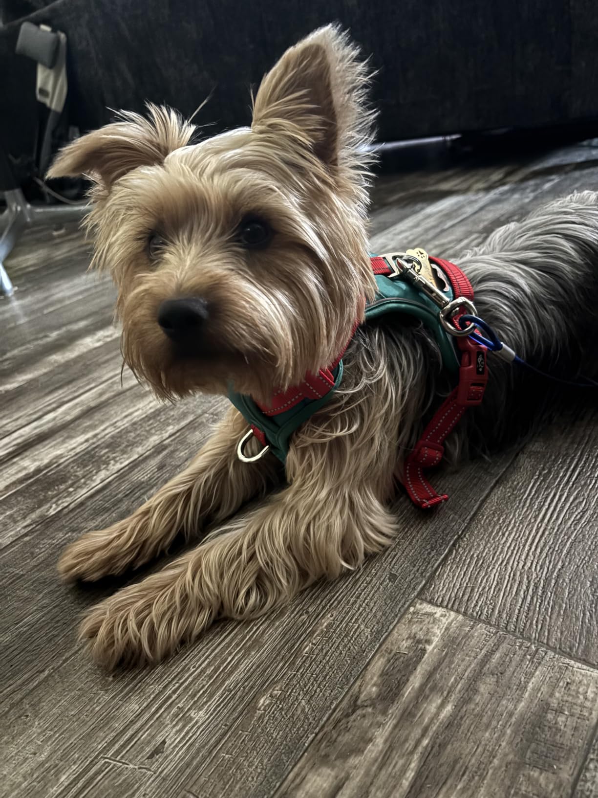 PHOEPET Upgraded No Pull Dog Harness, Reflective Adjustable Vest customer photo 2