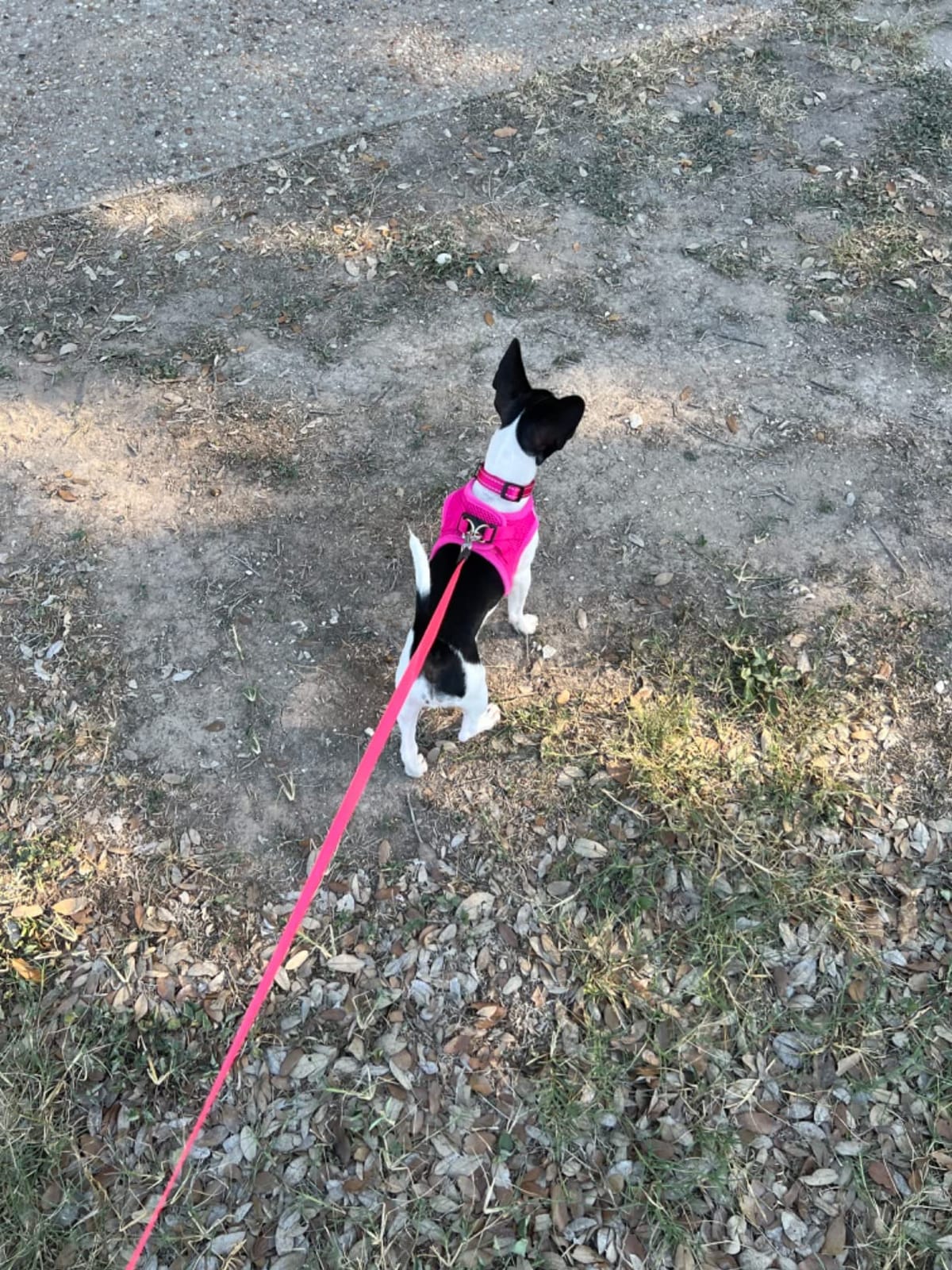 Taglory Retractable Dog Leash, One-Handed Brake, 16ft, Up to 44 lbs, Pink customer photo 1