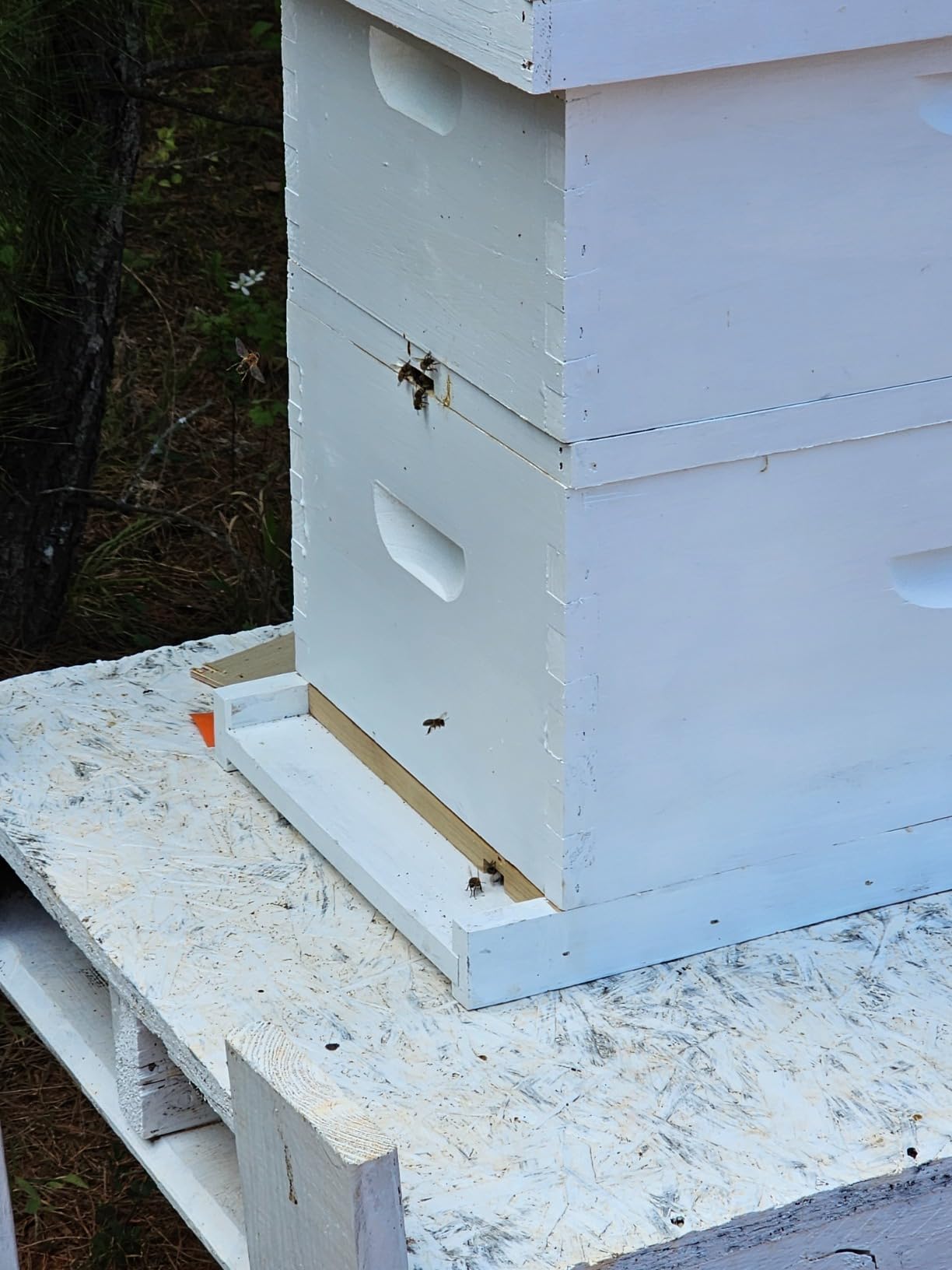 NuBee 8-Frame Beehive Kit – Unassembled Langstroth Hive with 2 Deep & 1 Medium Boxes, Frames & 100% Wax-Coated Foundations | Lightweight Fir & Pine Construction customer photo 2
